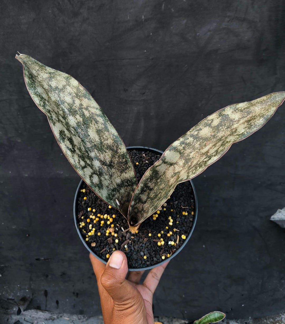Sansevieria Sp Mecufi Mozambique Medium Size Rare Snake Plant - Etsy