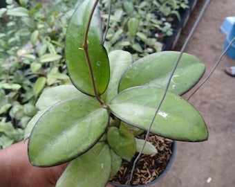 Hoya KSB-01 X Hoya Sp Tanggamus Green Marginata Round Leaves Real Pict