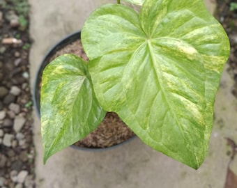 Real Picture Anthurium Pedatoradiatum Variegated 3 Leaves