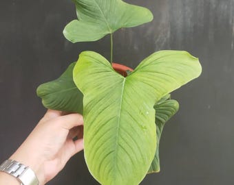 Philodendron Fibraecataphyllum Medium Size Rare Plant - Etsy