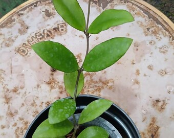 Hoya Isabelchanae Gorontalo X Hoya sp Tanggamus Round Leaves Real Pict