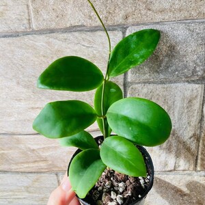 Pu&ograve; includere: Una piccola pianta in vaso con foglie verdi vibranti di forma ovale. La pianta &egrave; in un vaso di plastica nero riempito di terra e piccole pietre bianche. Un sottile stelo curvo si estende verso l'alto.