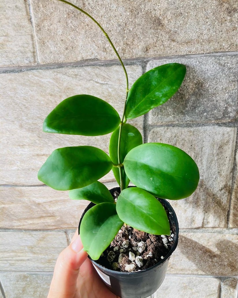 Pu&ograve; includere: Una piccola pianta in vaso con foglie verdi vibranti di forma ovale. La pianta &egrave; in un vaso di plastica nero riempito di terra e piccole pietre bianche. Un sottile stelo curvo si estende verso l'alto.