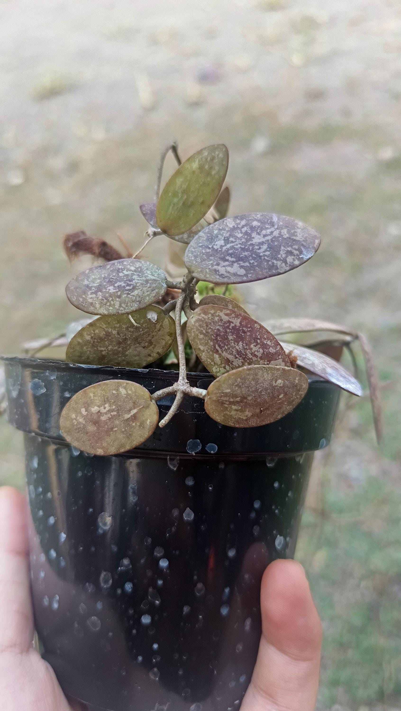 Hoya sigillatis - Etsy 日本