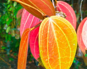 Hoya Merrillii Super Rot