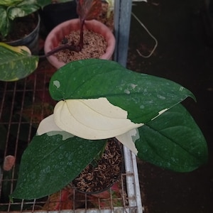 May include: Close-up of a potted plant with large, variegated leaves. The leaves are primarily dark green with sections of creamy white. The plant is in a small black pot, and other plants are visible in the background.