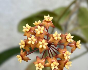 Hoya Indaysarae.