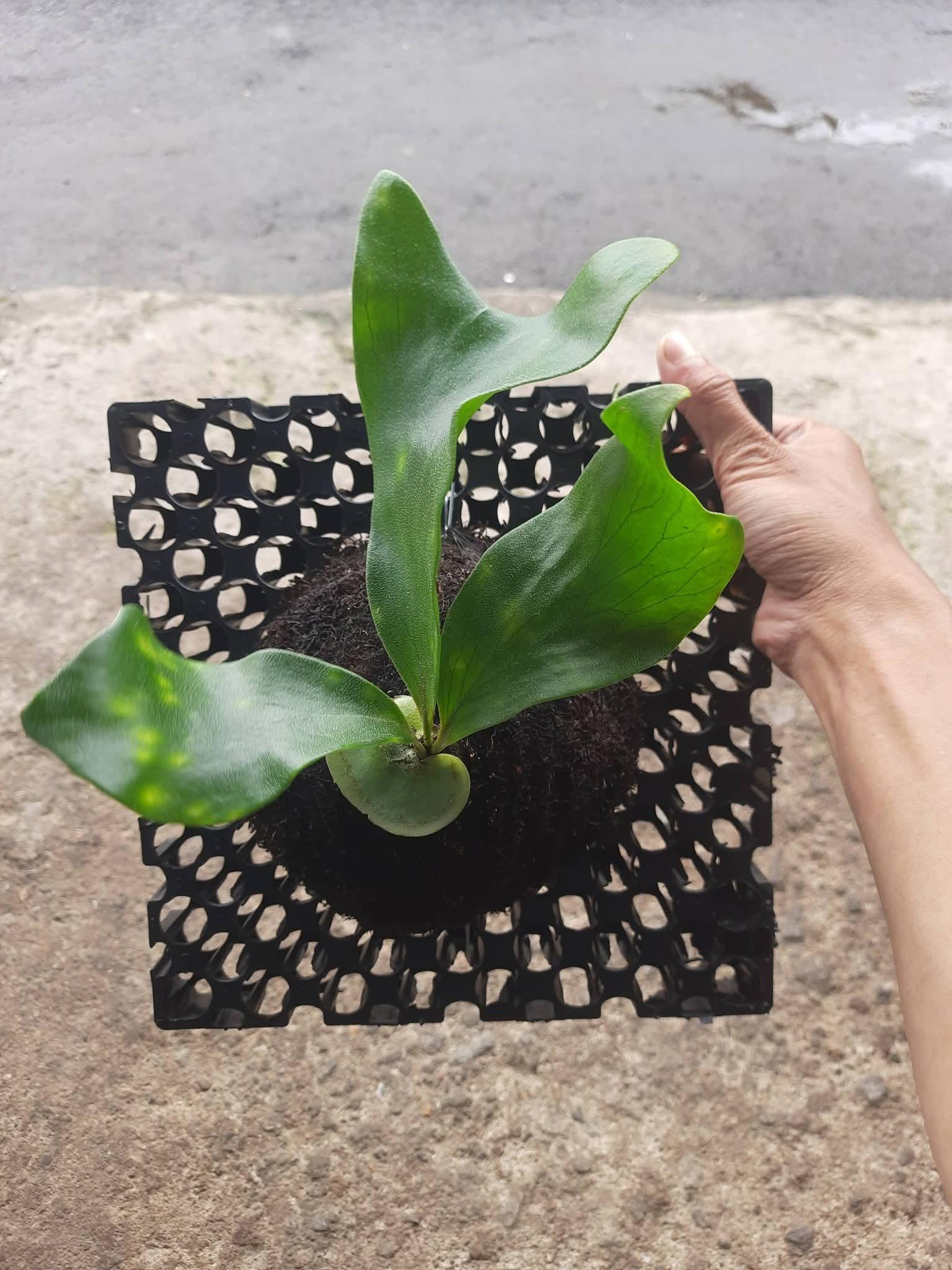 Platycerium Hillii - Etsy
