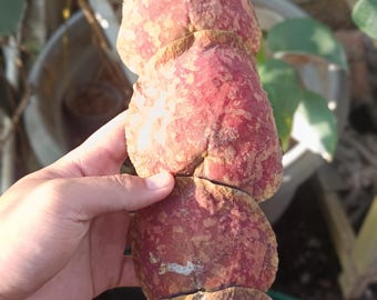 Echtes Bild Hoya Imbricata Red Sp Sulawesi