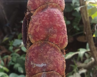 Echtes Bild Hoya Imbricata Red Sp Sulawesi