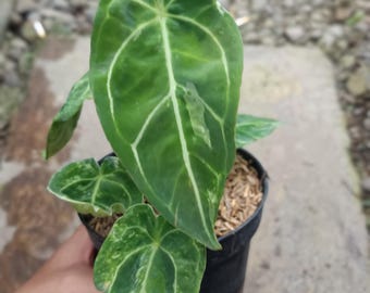 Imagen real de Anthurium Forgetii x Clarinervium, mutación variegada, tamaño mediano, planta rara