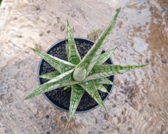 Sansevieria Nogo Geni, planta serpiente rara de gran tamaño