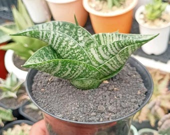 Sansevieria Hybrid Baragoki
