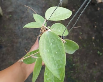 Hoya Sp Purworejo Real Pict