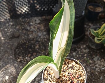 Sansevieria Sarah Huffman 3 Blätter Echt Bild