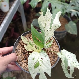 May include: A potted Monstera plant with variegated leaves. The leaves are a mix of green and white, with a unique split-leaf pattern. The plant is in a black plastic pot filled with soil and mulch.