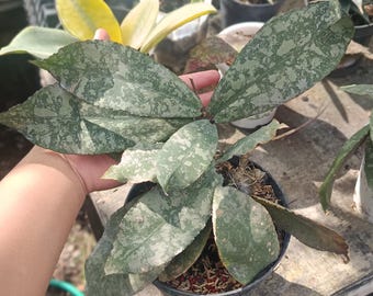 Echtes Bild Hoya Undulata Hoher Silberplash Üppige Blätter