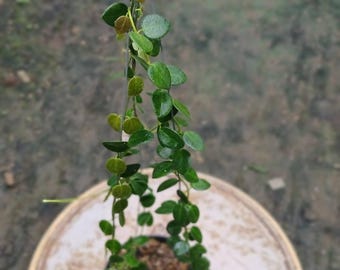 Hoya Pulleana Sp Papua Lush Leaves Real Pict