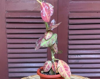 Hoya Waymaniae Schildkröte Rot