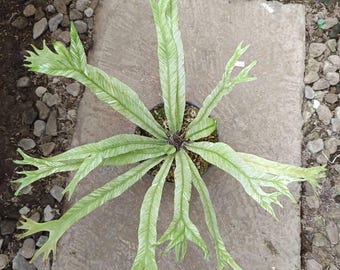 Asplenium Nidus Vogelnest Farn bunt