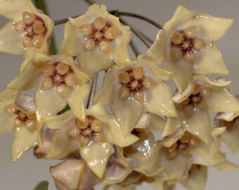 Hoya Vergoldung