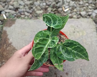 Real Picture Anthurium Papillilaminum X Magnificum Variegated Mutation Rare Plant