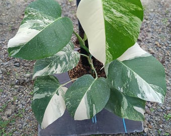 Monstera White Tiger Variegated 7 Leaves Medium Size Real Picture
