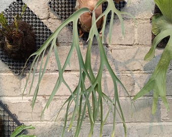 Real Picture Platycerium Willinckii CV Blitarans