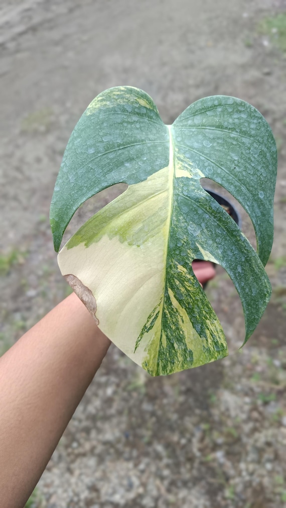 Monstera Marmorata Aurea Variegated 1 Leaves Real Picture