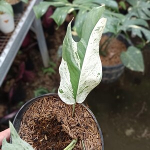 May include: A potted Monstera plant with a large, variegated leaf. The leaf is split with sections of green and white, speckled with white spots. The pot is filled with brown mulch, and other plants are visible in the background.