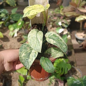 Op de afbeelding: Een potplant met groen-witte bonte bladeren. De plant staat in een kleine bruine pot en wordt voor een achtergrond van andere planten gehouden. De bladeren hebben een gespikkeld patroon en de plant ziet er gezond en levendig uit.