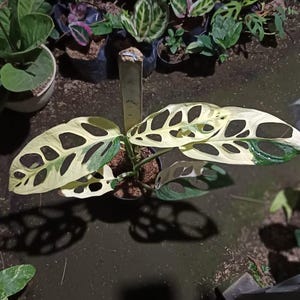 May include: A potted Monstera Adansonii plant, also known as the Swiss cheese plant, with large, uniquely perforated leaves. The leaves display a mix of light green and creamy white variegation. Other potted plants are visible in the background.