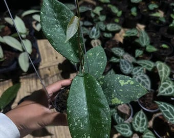 Hoya Sp Aceh Embun Madu "Honey Dew"