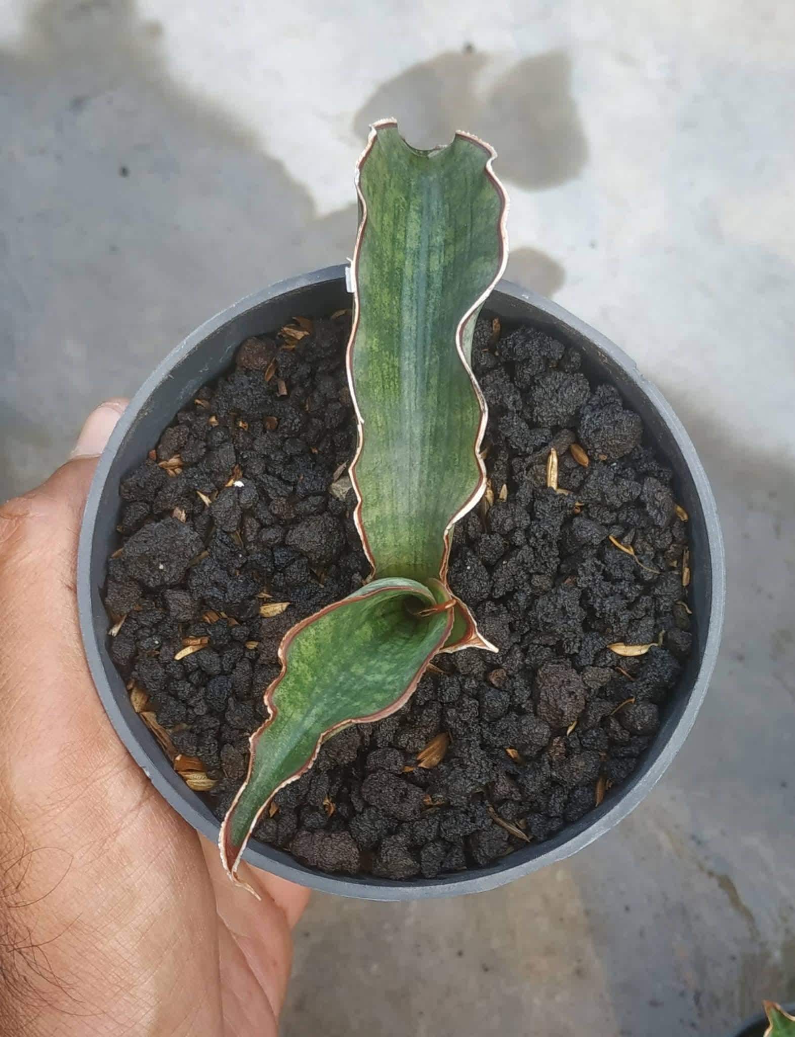 Sansevieria Scimitariformis - Etsy