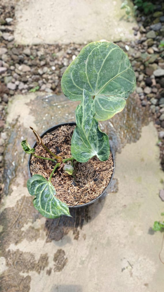 Real Picture Anthurium Magnificum x Clarinervium Silver Variegated Rare  Plant