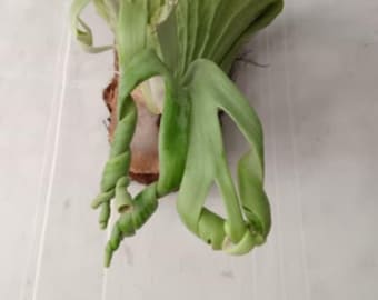 Echte Pict Platycerium Willinckii Curly Roll Mutation Große Größe