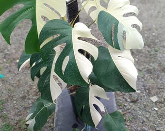 Monstera Halfmoon Variegated Big Size Real Picture