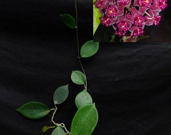 Hoya Sp NTT Indonesien