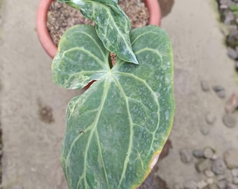Real Picture Anthurium Magnificum White Lava Variegated Rare Plant