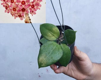 Hoya Dolichoparte
