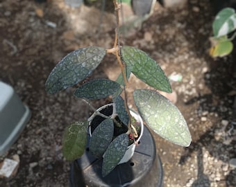 Hoya Clemensiorum Krokodil Echtbild