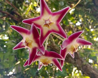 Hoya Stenakei Pink Sp Papua