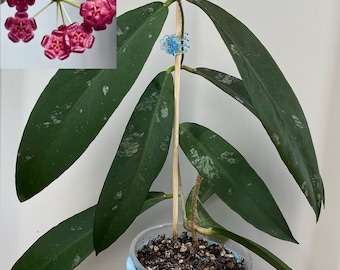 Hoya Fauziana SSP Angulata