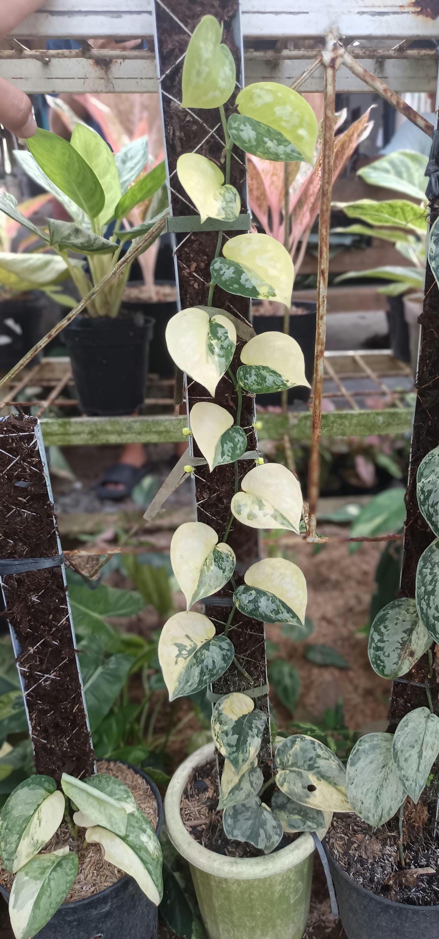 Scindapsus Mariposa - Etsy