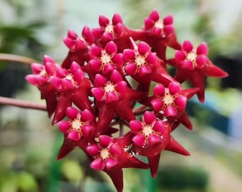 Hoya Kaikoeana Bornéo