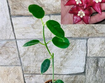 Hoya Coronaria