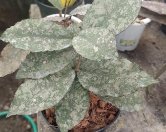 Echt Bild Hoya Undulata Rosa Dreifarbig Silber Spritzer