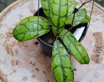 Hoya Callistophylla Lightning Real Pict