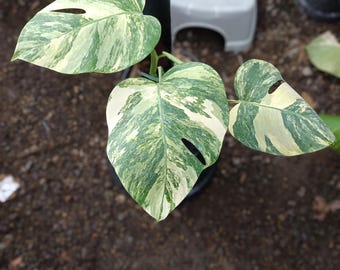 Monstera Marmorata Aurea Tricolor variiert 3 Blätter Echtbild.