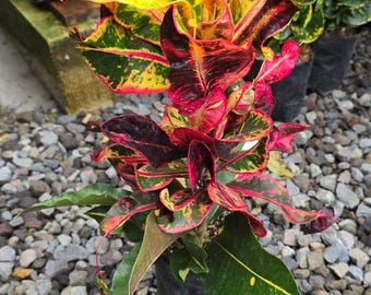 Codiaeum Variegatum Croton BR10 Real Pict